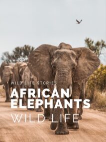 Wildlife Photography Tips & Techniques